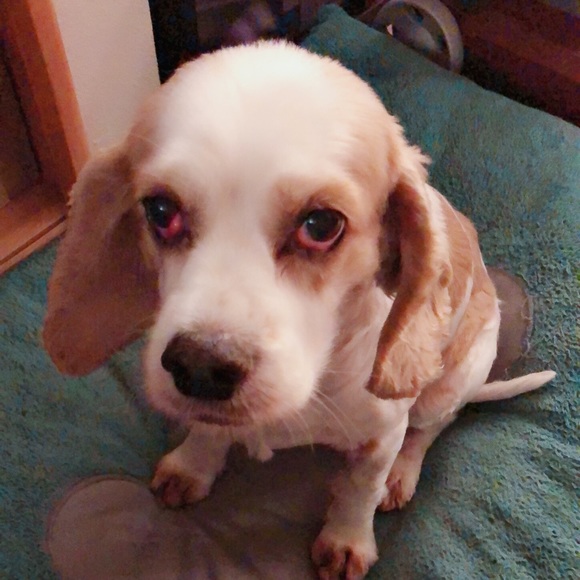 Meet your Posher, Jennifer - Picture 1 of 1